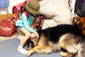 德牧很喜欢和小主人玩耍，培养彼此的感情视频封面