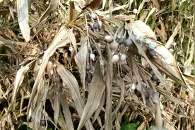 农村里这种植物“尿珠子”你们玩过吗，可以摘下来穿成帘子装饰视频封面