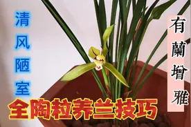 全陶粒养兰花，不用担心烂根，还能开花，只因为这样操作