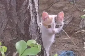 替1窝5只3个月大奶猫找家：铲屎官你们在哪里？#毕业#