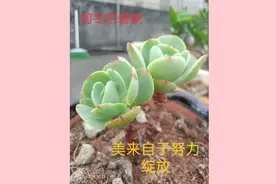 莫名我就喜欢你，深深地爱上了你，没有理由，没有原因！