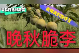 晚秋脆李，号称是比蜂糖李还甜的优秀晚熟品种！真相真如传言吗？