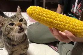 一只爱吃玉米的猫，刚煮熟出锅，馋的嘴巴都合不拢了