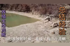 3斤泥鳅放养鱼塘养殖一年，看看生长怎么样视频封面