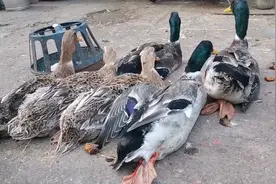 广西农村青头鸭9元/斤，小伙抓了6只直呼太划算，看看鸭子怎样