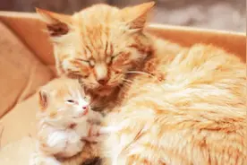 家里养的小猫被送走了，母猫真的会难过吗？