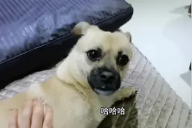 趁土狗打瞌睡突然吓他一下会是什么反应？！也太可爱了，笑到停不