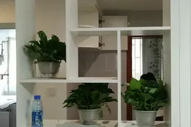 听说绿萝对净化新房的空气效果好，买一箱试试视频封面