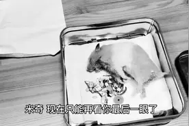 金丝熊仓鼠生了孩子之后，离开了人世（2），主人含泪着埋葬