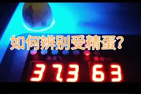 教大家如何辨别受精蛋，受精以后才能孵化哦，小鹌鹑嘻嘻。
