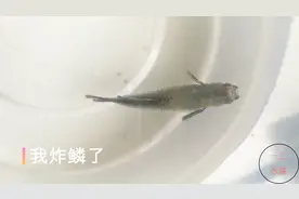 孔雀鱼炸鳞，被我治好了，没用药，调节PH值就搞定