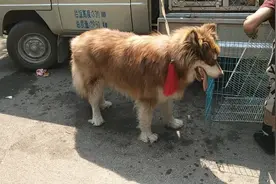 狗市上来了一条体型硕大，棕色毛发的阿拉斯加，这条狗狗挺漂亮