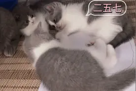 小猫咪拍手游戏——你拍一我拍一，马兰开花二十一视频封面