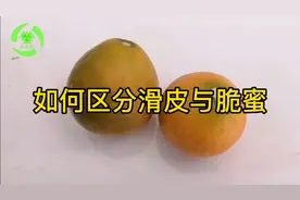 如何区分滑皮金桔和脆蜜金柑