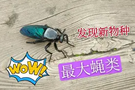 安徽发现新物种“牛苍蝇”，力大如牛，个头似蜻蜓，连蝉也敢扑食