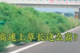 途经德上高速，山东境内龙王庙处，草长的老高，到了安徽却很干净视频封面