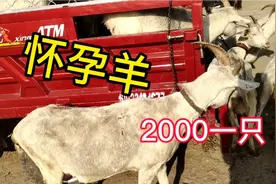 农村大叔羊市卖羊，怀有小羊的要2000一只，可惜了！听大叔怎么说视频封面