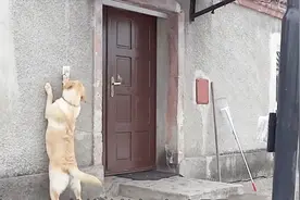 狗狗贪玩儿回来晚了，发现被锁在门外，不停的按门铃让主人开门视频封面