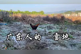 广东下雪清远的冰霜雪地，南方人眼中的雪，北方人吐槽没见过世面