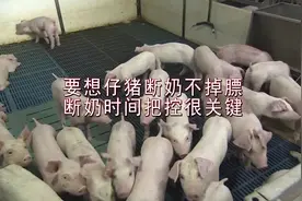 【动物养殖】要保证仔猪断奶不掉膘，断奶时间把握很关键