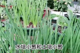 水培和土培哪种方式种小葱长得又快又好？我用试验揭晓答案