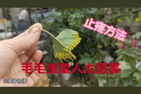 英子在自家院里摘丝瓜，被八家子蛰了疼的直叫，怎么能止疼呢