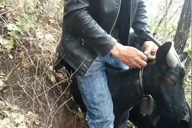 农村放羊小伙，挑选领头羊的要求，说了你别不信，挺实用！