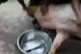 给猪挠痒痒视频封面