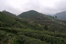 贵州瓮安县茶叶是县里第一大产业，全县有20万亩，今日来实地调研视频封面