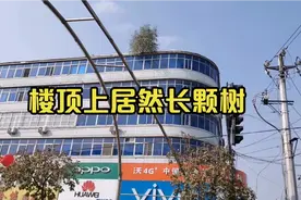 老楼顶上居然长颗树，并且一长十多年，冬天冻不死，夏天旱不死视频封面