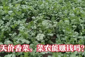 河南菜农前年种香菜赚300万，今年又是天价香菜，今年还能赚钱吗视频封面