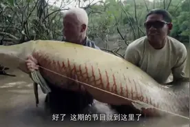 世界上最笨的鱼，没有危机意识，听到声音就浮出水面！视频封面