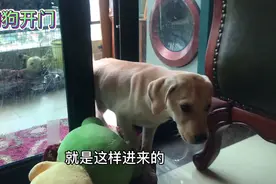 拉布拉多，被关在门外，却能想到办法自己进来，看看怎么开门的？视频封面