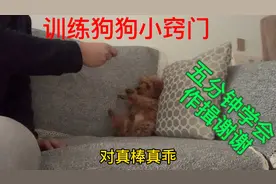泰迪豆豆很聪明，五分钟让狗狗学会作揖答谢！视频封面
