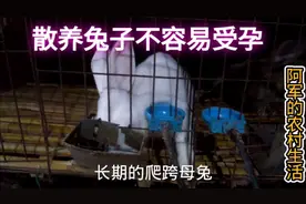 很多朋友养兔都是散养，公母全部放在一起，但为什么都不会受孕呢视频封面