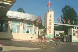 老虎排队取食，饲养员哄着老虎吃食，甚至有的老虎就是不吃