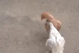 小鸡小鸭打架真好玩，比谁的嘴更厉害，咬的真痛视频封面