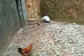 中午放学刚回到家的儿子，就急着去找白蚁给小鸡吃视频封面