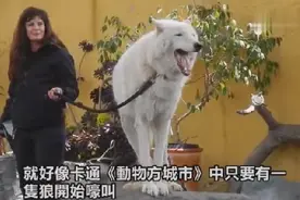 狗天生就能发出狼嚎的声音，叫声很有意思！