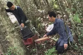 在这个大树下放的诱蜂箱也来蜂了，收获蜂蜜好开心啊视频封面