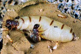 一窝蚂蚁只有蚁后能产卵，如果蚁后死了该怎么办？看完大开眼界！视频封面