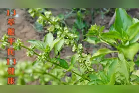 丁香罗勒：气味芳香，提神醒脑，又驱蚊，主治牙龈肿痛，口臭等。