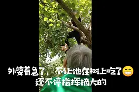 孙女带着耳背的外婆到公园里“偷”梨子，外婆全程指挥视频封面