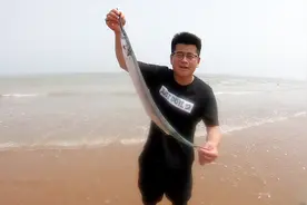 每逢初一十五退大潮，海边必出好货？小伙运气爆棚捡条尖嘴带鱼！视频封面