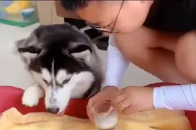 哈士奇顺顺偷喝牛奶，还狡辩说是教小猫如何喝，顺顺：机智如我