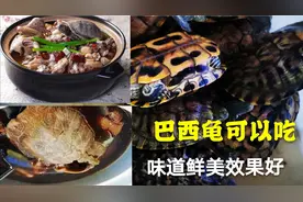 巴西龟可以吃吗？巴西龟可以食用，味道鲜美、药用价值也不错！