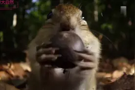 神奇大自然：松鼠为了过冬拼命储存口粮，嘴巴都塞不下了吧！