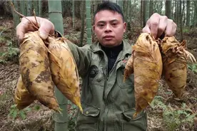 挖冬笋，什么样的毛竹才是母竹，看好方向挖出都是追鞭笋窝