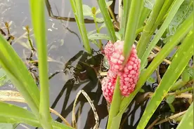 原来这些红色的卵子是，超大个田螺的孩子