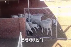 用过去的老洋井打水喂羊，再顺便割点草！视频封面